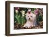 Maltese Dog with Red Ribbon in Spring Flowers, El Paso, Illinois, USA-Lynn M^ Stone-Framed Photographic Print