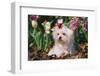 Maltese Dog with Red Ribbon in Spring Flowers, El Paso, Illinois, USA-Lynn M^ Stone-Framed Photographic Print