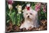 Maltese Dog with Red Ribbon in Spring Flowers, El Paso, Illinois, USA-Lynn M^ Stone-Mounted Photographic Print