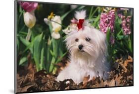 Maltese Dog with Red Ribbon in Spring Flowers, El Paso, Illinois, USA-Lynn M^ Stone-Mounted Photographic Print