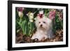 Maltese Dog with Red Ribbon in Spring Flowers, El Paso, Illinois, USA-Lynn M^ Stone-Framed Photographic Print