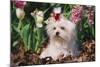 Maltese Dog with Red Ribbon in Spring Flowers, El Paso, Illinois, USA-Lynn M^ Stone-Mounted Photographic Print