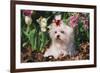 Maltese Dog with Red Ribbon in Spring Flowers, El Paso, Illinois, USA-Lynn M^ Stone-Framed Photographic Print