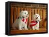 Maltese Dogs Wearing the American Flag-Karen M^ Romanko-Framed Stretched Canvas