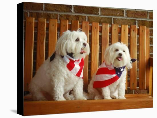 Maltese Dogs Wearing the American Flag-Karen M^ Romanko-Stretched Canvas
