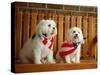 Maltese Dogs Wearing the American Flag-Karen M^ Romanko-Stretched Canvas