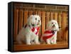 Maltese Dogs Wearing the American Flag-Karen M^ Romanko-Framed Stretched Canvas