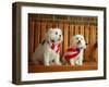 Maltese Dogs Wearing the American Flag-Karen M^ Romanko-Framed Premium Photographic Print