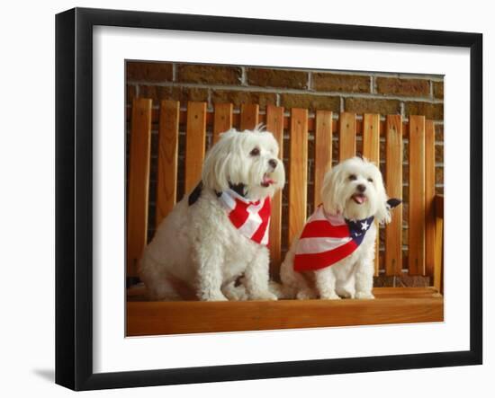 Maltese Dogs Wearing the American Flag-Karen M^ Romanko-Framed Premium Photographic Print