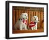 Maltese Dogs Wearing the American Flag-Karen M^ Romanko-Framed Premium Photographic Print