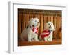 Maltese Dogs Wearing the American Flag-Karen M^ Romanko-Framed Premium Photographic Print