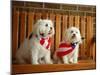 Maltese Dogs Wearing the American Flag-Karen M^ Romanko-Mounted Premium Photographic Print