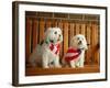 Maltese Dogs Wearing the American Flag-Karen M^ Romanko-Framed Photographic Print