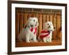 Maltese Dogs Wearing the American Flag-Karen M^ Romanko-Framed Photographic Print