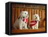 Maltese Dogs Wearing the American Flag-Karen M^ Romanko-Framed Stretched Canvas