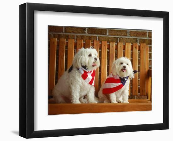 Maltese Dogs Wearing the American Flag-Karen M^ Romanko-Framed Photographic Print