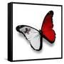 Maltese Flag Butterfly, Isolated On White-suns_luck-Framed Stretched Canvas