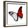 Maltese Flag Butterfly, Isolated On White-suns_luck-Framed Premium Giclee Print