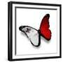 Maltese Flag Butterfly, Isolated On White-suns_luck-Framed Premium Giclee Print