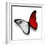 Maltese Flag Butterfly, Isolated On White-suns_luck-Framed Premium Giclee Print