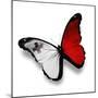 Maltese Flag Butterfly, Isolated On White-suns_luck-Mounted Premium Giclee Print