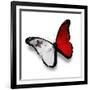 Maltese Flag Butterfly, Isolated On White-suns_luck-Framed Premium Giclee Print