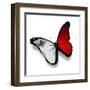 Maltese Flag Butterfly, Isolated On White-suns_luck-Framed Art Print