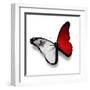 Maltese Flag Butterfly, Isolated On White-suns_luck-Framed Art Print