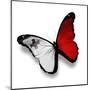 Maltese Flag Butterfly, Isolated On White-suns_luck-Mounted Art Print