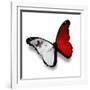 Maltese Flag Butterfly, Isolated On White-suns_luck-Framed Art Print