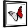 Maltese Flag Butterfly, Isolated On White-suns_luck-Framed Art Print