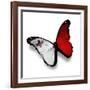 Maltese Flag Butterfly, Isolated On White-suns_luck-Framed Art Print