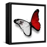 Maltese Flag Butterfly, Isolated On White-suns_luck-Framed Stretched Canvas