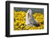 Maltese in yellow flowers, California, USA-Zandria Muench Beraldo-Framed Photographic Print