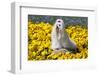 Maltese in yellow flowers, California, USA-Zandria Muench Beraldo-Framed Photographic Print