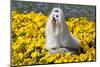 Maltese in yellow flowers, California, USA-Zandria Muench Beraldo-Mounted Photographic Print