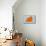 Maltese Orange-NaxArt-Mounted Art Print displayed on a wall