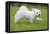 Maltese Puppy Running in Garden-null-Framed Stretched Canvas