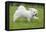 Maltese Puppy Running in Garden-null-Framed Stretched Canvas