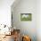 Maltese Puppy Running in Garden-null-Stretched Canvas displayed on a wall