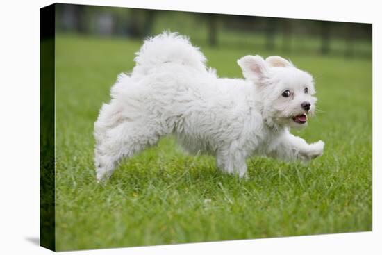 Maltese Puppy Running in Garden-null-Stretched Canvas