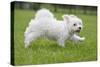 Maltese Puppy Running in Garden-null-Stretched Canvas