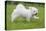 Maltese Puppy Running in Garden-null-Stretched Canvas