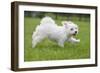 Maltese Puppy Running in Garden-null-Framed Photographic Print