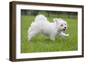 Maltese Puppy Running in Garden-null-Framed Photographic Print