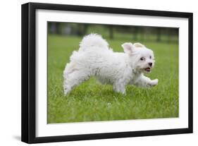 Maltese Puppy Running in Garden-null-Framed Photographic Print