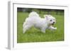 Maltese Puppy Running in Garden-null-Framed Photographic Print