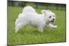 Maltese Puppy Running in Garden-null-Mounted Photographic Print
