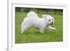 Maltese Puppy Running in Garden-null-Framed Photographic Print