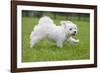 Maltese Puppy Running in Garden-null-Framed Photographic Print